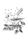 The bird sits on the branch of fir in the sneeuw.Er is also snow on his head!