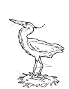 A heron in the northwest direction looks. He stands with two feet on a hay ground.