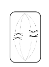 conduct normal cell division 3