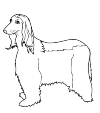 Afghan dog