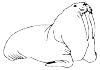 A walrus