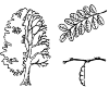 acacia trees with leaves and fruit