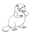 Bever