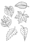 autumn leaves