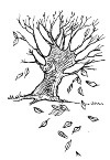 Tree loses its leaves. They flutter down.