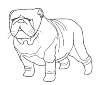 Bulldog