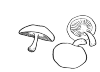 Here are three mushrooms shown. The left cross is drawn. The mushroom you look just right under the cap. Bottom right is the mushroom of the top views.