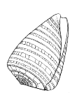 Cone