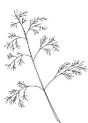 dill