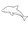 dolphin