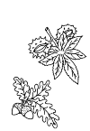 chestnut oak leaf