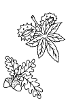 chestnut oak leaf