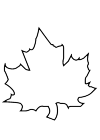 Maple Leaf without grain