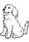 golden retriever puppy