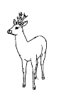 deer, seen from the front,