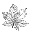 Chestnut Leaf