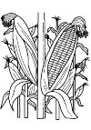 maize