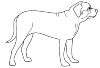 Mastiff