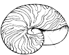 Nautili