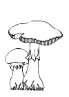Twee paddestoelen. de grote heeft een stukje uit zijn hoed: die is open gebarsten. Ze staan in het gras.