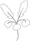 radishes