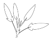 sage