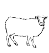 This sheep has a beautiful thick coat. As usual, the head and legs are not woolly, but have short smooth hair.
