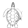 This is a top view of a turtle