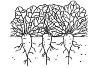 Sugar beet