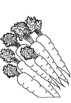 root