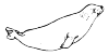 A seal.
